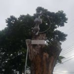 statua_mew_img02_community_day_go_pokemontimes-it
